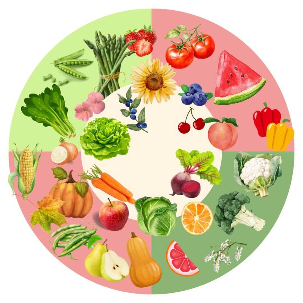Illustration of seasonal foods for summer, spring, fall, and winter