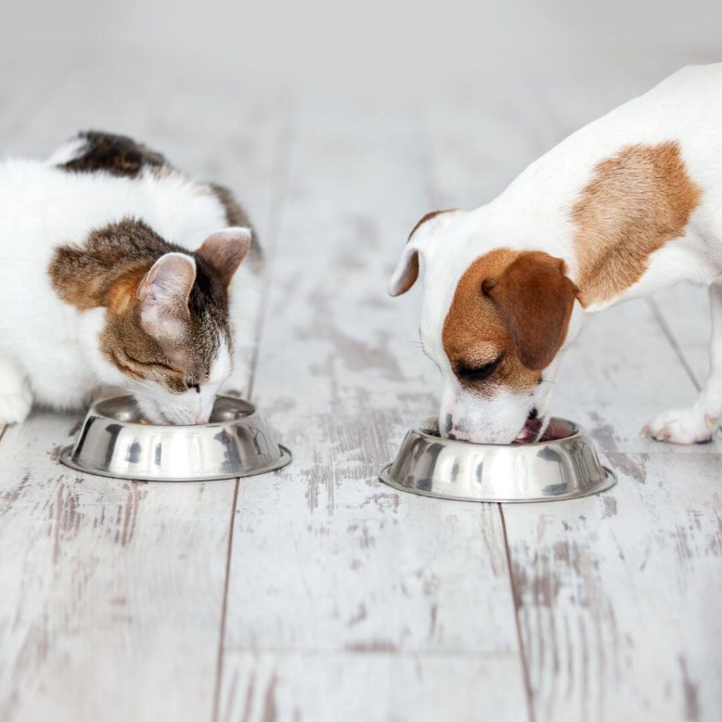 dog and cat eating out of bowls